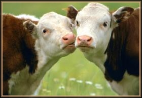 smak